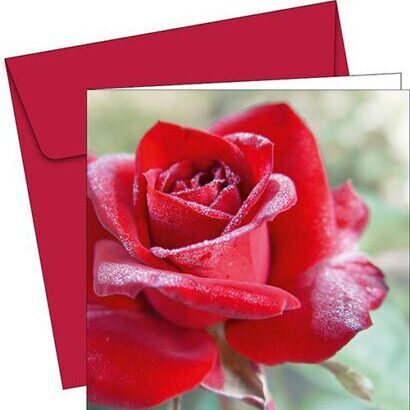 Greeting Card - 6031 - Red Rose